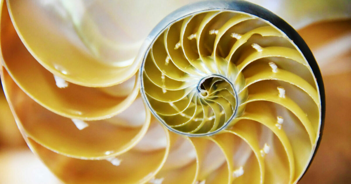 Mollusk 2